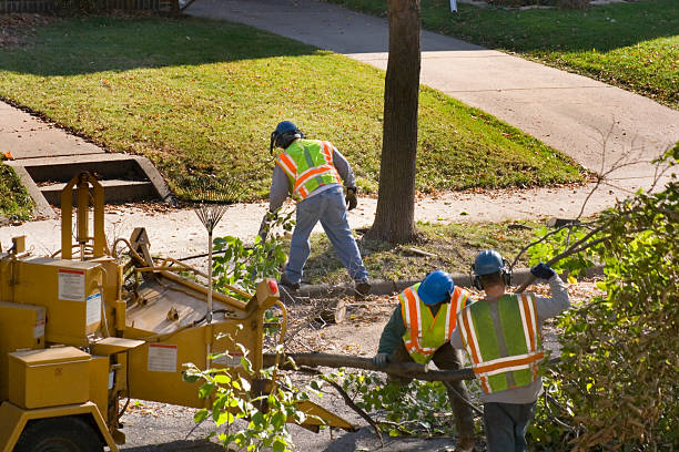 Best Tree Disease Treatment  in Santa Rosa, NM